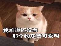 义乌市飒宓电子商务商行
