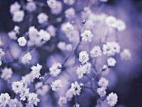 义乌市飒宓电子商务商行