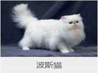 义乌市飒宓电子商务商行