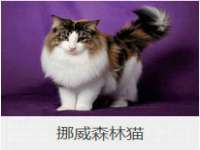义乌市飒宓电子商务商行