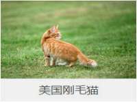 义乌市飒宓电子商务商行