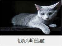 义乌市飒宓电子商务商行