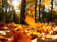 义乌市飒宓电子商务商行