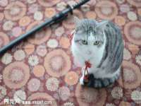 义乌市飒宓电子商务商行