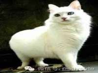 义乌市飒宓电子商务商行