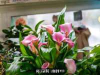 义乌市飒宓电子商务商行