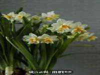 义乌市飒宓电子商务商行