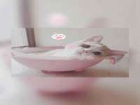 义乌市飒宓电子商务商行