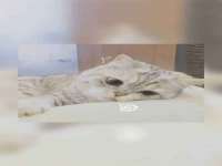 义乌市飒宓电子商务商行
