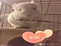 义乌市飒宓电子商务商行