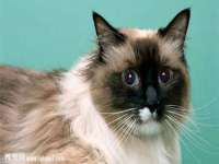 义乌市飒宓电子商务商行