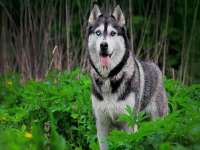义乌市飒宓电子商务商行