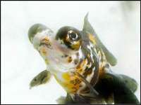 义乌市飒宓电子商务商行